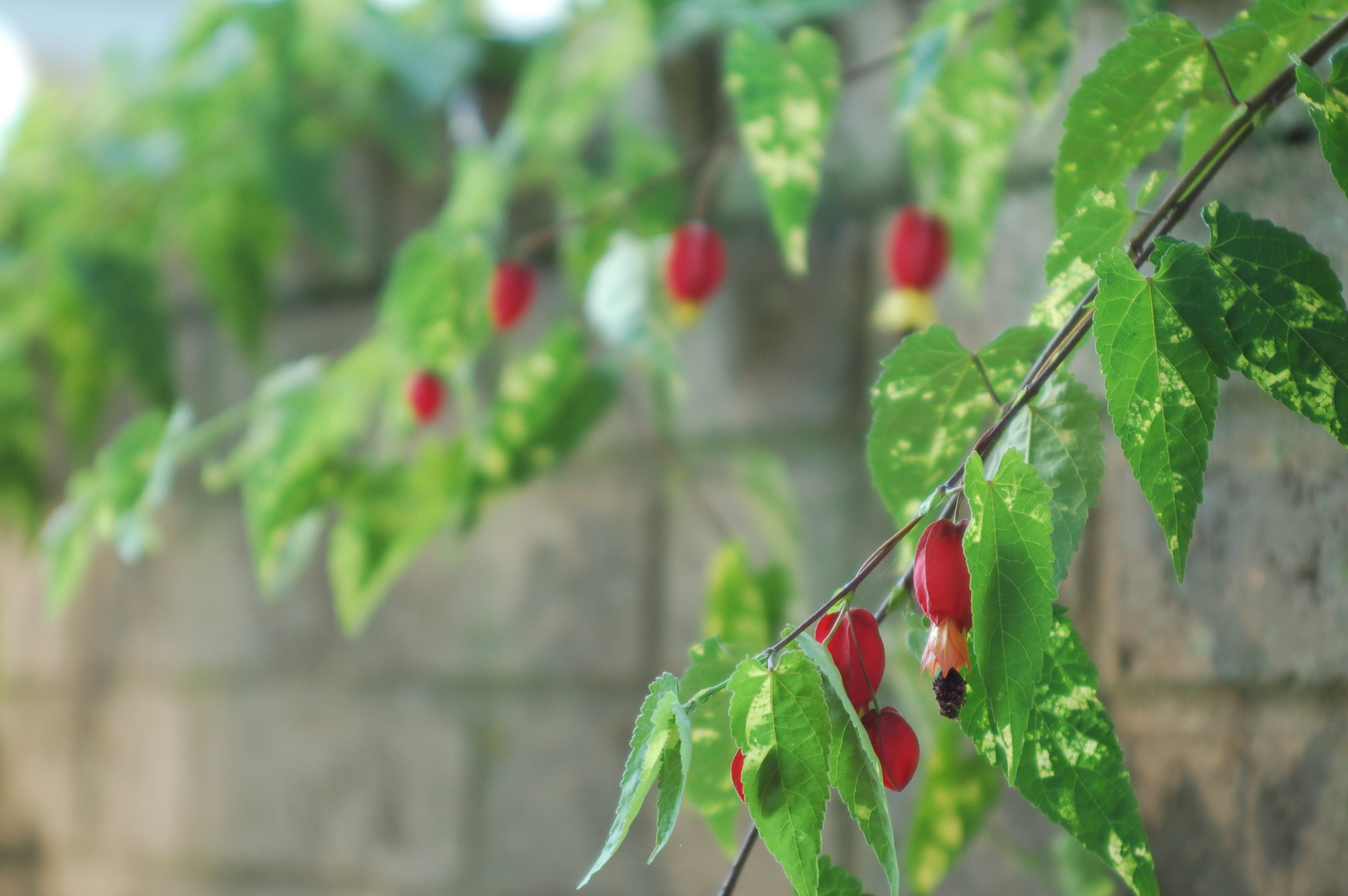 Chinese Lantern